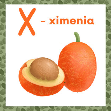 The fruit and vegetable alphabet, ximenia 