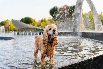 An American Cocker Spaniel having a bath in the city fountain on a hot spring day.