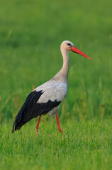 Obraz na płótnie Canvas White Stork(Ciconia ciconia) in meadow
