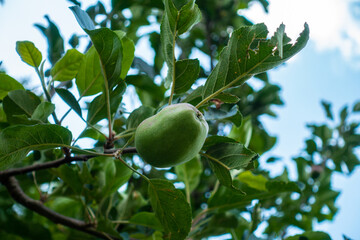 A lone green apple dangles from a branch in the hillside organic farms of Uttarakhand, India, embodying the fresh, healthy, organic fruit theme