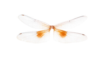 Close up of Dragonfly wings isolated on white background. Top view