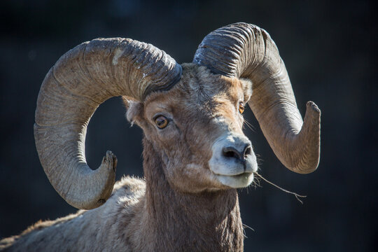 Bighorn sheep, Lamar Valley, USA.