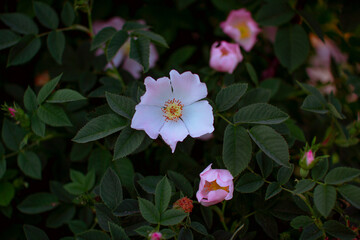 Beautiful blooming tea rose bush with pink flowers. Spring nature.