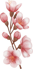 blossom sakura watercolor PNG paper