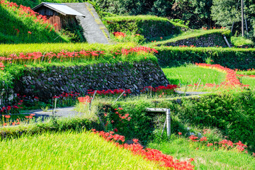 つづら棚田の彼岸花　福岡県うきは市　Red spider lily of Tsuzura rice terraces. Fukuoka Pref, Ukiha City. - obrazy, fototapety, plakaty