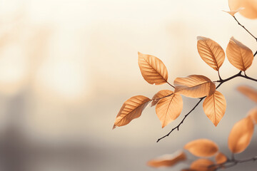 A twig with yellow leaves on a blurred background