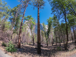View of the famous Yosemite Valley in the Yosemite National Park, Sierra Nevada mountain range in California, USA.