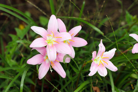 Pink Saffron-modoki flowerhead (Wildlife closeup macro photograph) 