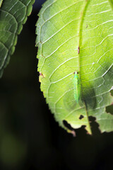 Adult of the Japanese lacewing hiding behind green leaves in the forest (Wildlife closeup macro photograph) 