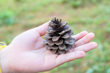 Hand holding a giant pine cone. Close up of pinecone in a hand at forest with green nature...