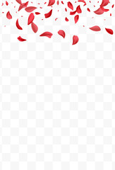 Delicate Flower Beauty Vector Transparent