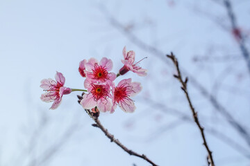 Nang Phaya Suea Krong flower or Sakura of Thailand, beautiful pink blossom on sky background....