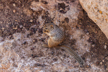 A Rock Squirrel (Spermophilus variegatus) at the Mather Point in the Grand Canyon National Park, Arizona, USA.
