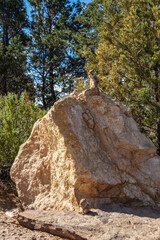 A Rock Squirrel (Spermophilus variegatus) at the Mather Point in the Grand Canyon National Park, Arizona, USA.