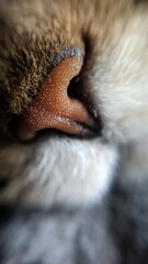 Cat's brown nose closeup macro photo