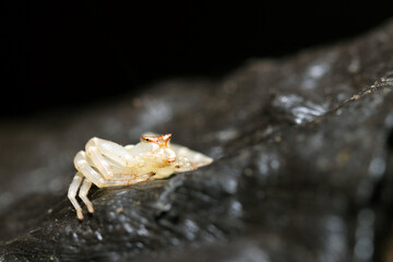 Azuchi spider (Thomisus labefactus) hiding in the dark forest (Wildlife closeup macro photograph) 