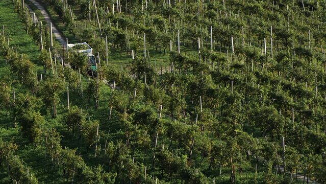 grape harvest of cultivated vineyard of white grapes for prosecco white wine, tractor with trailer full of freshly harvested grapes