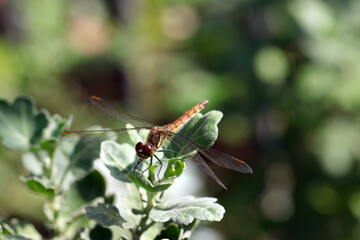 Japanese Autumn darter (Sympetrum frequens) dragonfly appears in late summer (Wildlife closeup...