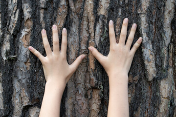 松の木に触る子供の手