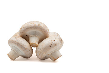 Natural white mushrooms on white isolated background, lying in a pile. Horizontal. Background. For text. Photo in high quality
