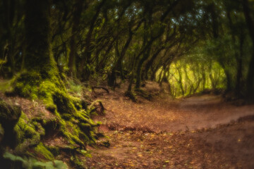 Fototapeta na wymiar tunel path in the forest