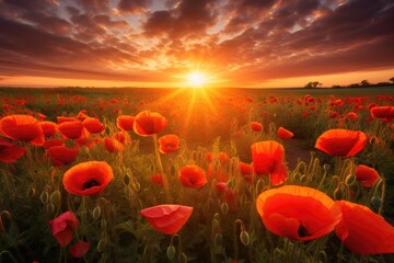 Sunrise over fields with poppies