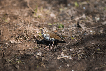 Naklejka na ściany i meble Fieldfare Turdus pilaris looking for food on a ground at spring close up view