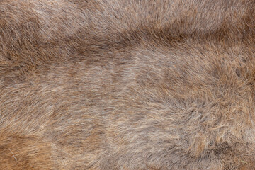 Texture of animal fur for background. Brown color. Close up of brown fur texture. Natural background. Top view. Texture, background. Fox fur. 