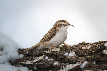 Eurasian treecreeper looking for food on a tree trunk in a  tree bark