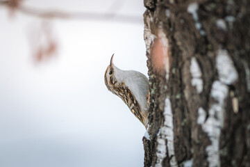 Eurasian treecreeper looking for food on a tree trunk in a  tree bark