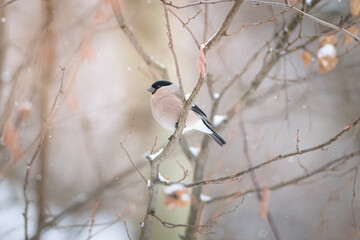 Eurasian bullfinch female on a branch close up