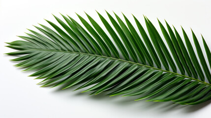 Obraz premium Green leaves of palm tree isolated on white background