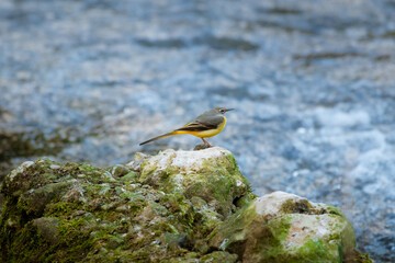Grey wagtail on a stone near the spring stream