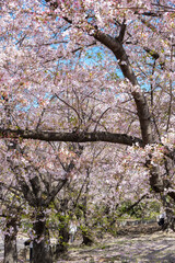Fukuoka Sakura Season 