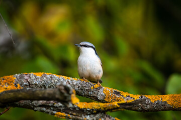 Eurasian nuthatch on a branch with moss