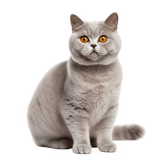 British_Shorthair_cat_cute_smiling_whole_body_high_re