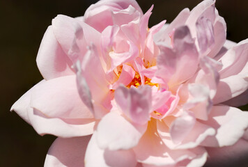 Beautiful ruffled baby pink rose flower head (Sunny outdoor field, closeup macro photography)