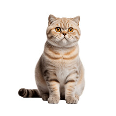 Scottish_Fold_cat_breed_cute_whole_body_no_shadow_hig