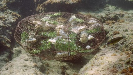 Ornate Wrasse fish and Mediterranean Parrotfish swims inside minnow trapin installed on seabed in Mediterranean Sea