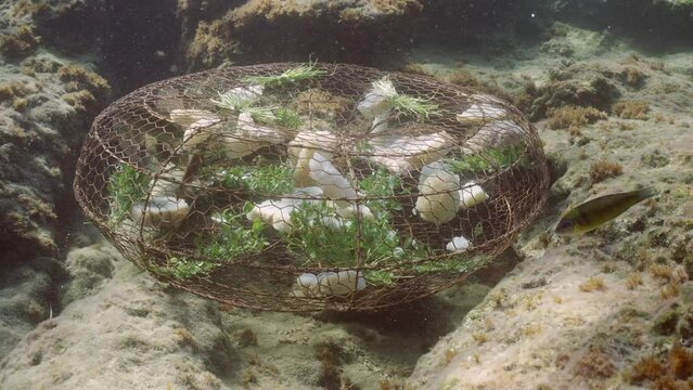 Ornate Wrasse fish and Mediterranean Parrotfish swims inside minnow trapin installed on seabed in Mediterranean Sea