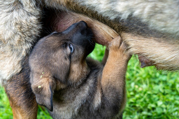 German Shepherd type a dog puppy sucking milk from mother