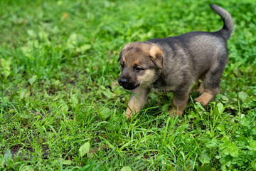 German Shepherd type a dog puppy in green grass
