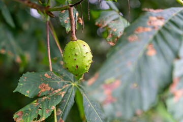 Horse chestnut (Aesculus hippocastanum) conker shell hanging from tree branch