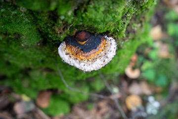 Red-belted conk (Fomitopsis pinicola) with dew drops on it - obrazy, fototapety, plakaty