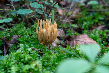 Yellow coral mushroom (Ramaria flava) in forest