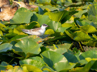Whiskered tern on a field of pond lily, Danube Delta, Romania