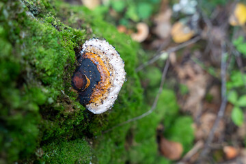 Red-belted conk (Fomitopsis pinicola) with dew drops on it - obrazy, fototapety, plakaty