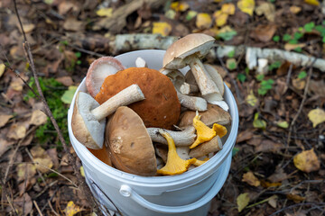 White bucket full with harvested mix of edible mushrooms in forest © Abinieks