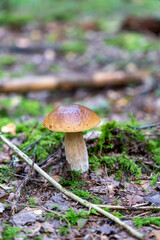 Single Boletus edulis mushroom growing in the forest. Also known as penny bun, cep, porcino or porcini
