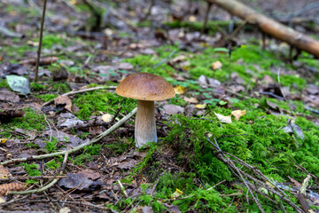 Single Boletus edulis mushroom growing in the forest. Also known as penny bun, cep, porcino or porcini